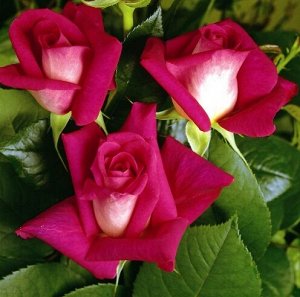 Роза чайно-гибридная Акапелла