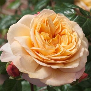 Роза чайно-гибридная Капри