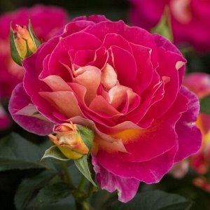 Роза чайно-гибридная Малейка