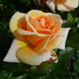 Роза чайно-гибридная Сёркл Оф Лайф