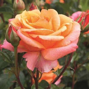 Роза чайно-гибридная Черри Брэнди 85