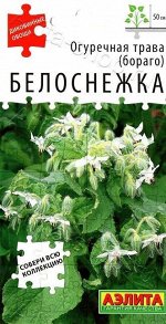 Огуречная трава Белоснежка (Код: 88744)