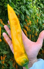 ПС Перец сладкий Забор жёлтый~25461