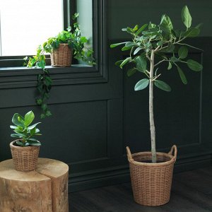 КАКТУСФИКОН, горшок для растений, ротанг, 24 см