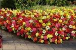 ПС Циния Мариландская Захара Яркий набор~25410