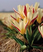Тюльпан ботанический Зе Ферст