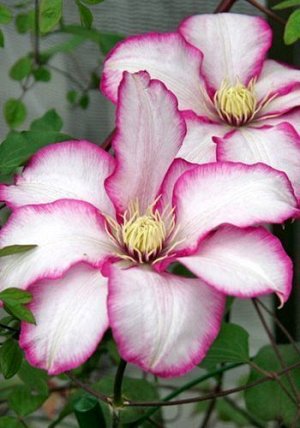Клематис Betty Risdon