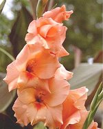 Гладиолус крупноцветковый Питер Пирс 3 шт