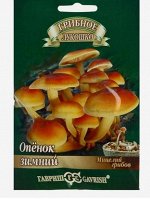 Мицелий на древесном носителе Опенок зимний, 12 шт