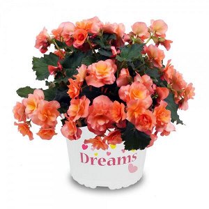 Бегония Solenia Apricot