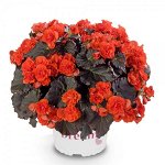 Бегония Solenia Chocolate Orange
