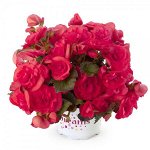 Бегония Solenia Dark Pink
