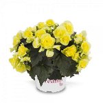 Бегония Solenia Yellow