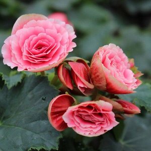 Бегония Элатиор Borias