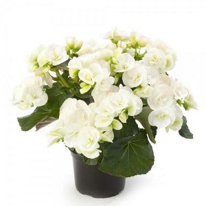 Бегония Элатиор Clara