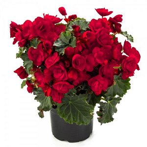 Бегония Элатиор Vermillion Red
