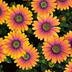 Остеоспермум Flower Power Purple Sun