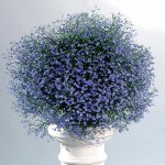 Лобелия Star Blue