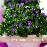 Декоративноцветущие растения