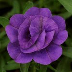 Калибрахоа M.F. Neo Double Blue.15