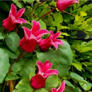 Клематис (Clematis Koningin Maxima) класс А ОКС