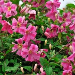 Клематис (Clematis Krakowiak) PBR класс A ОКС