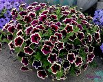 Петуния Cascadias Rim Magenta