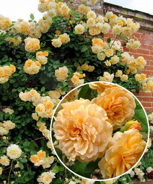 Бафф Бьюти "Куст высокий, в виде фонтана, с дуговидно изогнутыми, склоняющимися побегами. Высота куста 1,8-2 м, а в южном климате побеги достигают 3 м и могут плестись по опоре.
Цветет роза практическ