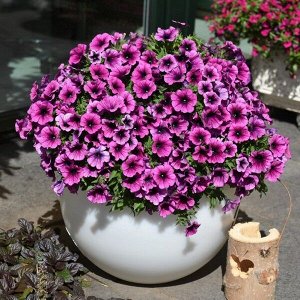 Петуния Sweetunia Purple Gem