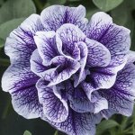 Петуния Tumbelina Priscilla Pro