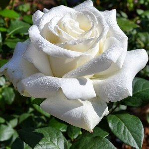 Боинг Один из самых прекрасных представителей белых роз. Снежно-белый цвет, красивая форма бутона, большие размеры цветка делают её фаворитом. Шикарная белая чайно-гибридная роза со слегка кремовой се