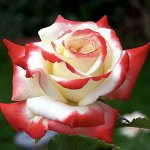 Императрица Фарах