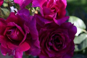 Интрига Насыщенный пурпурный цвет, но настолько же хорош и ее аромат, сила роста и обильное цветение. Цветки очень яркие, даже когда выгорают до мажентовых, густомахровые. У лепестков более светлая из