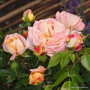 Конкорд Цветки диаметром 6-8 см, густомахровые, шаровидные, ностальгической формы, как у старинных роз. Распустившиеся цветки кремово-жёлтые, затем у них появляется красноватый край, который тем интен