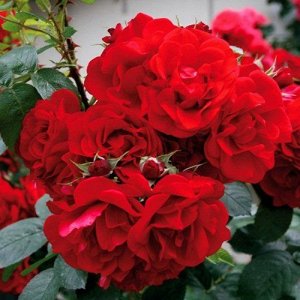 Хансаланд Цветок розы ярко красный, среднего размера (7 см), средне махровый с открытым центром, множество цветков на кусте, чаше одиночные. Без аромата. Листва: зеленая, слегка глянцевая, круглая. Ку