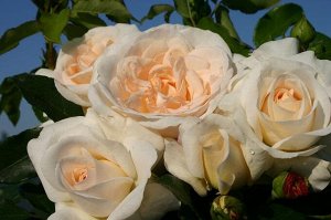 Космос Сказочная роза с крупными, густомахровыми, сливочно-белыми с кремовым центром цветами.Диаметр цветков 8-9 см, которые появляются в соцветиях по 2-3 шт. Сорт обладает приятным ароматом. Обильное