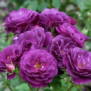 Пёпл Эден Насыщенно фиолетовый бархатный, чашевидный до розетковидного, густомахровый, 55 - 75 лепестков в одном цветке, диаметр цветка 7 - 9 см, обладает насыщенным пряным ароматом с нотками гвоздики
