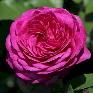 Хайди Клум Этот сорт сочетает в себе признаки, относящиеся к разным группам роз: очень компактный куст от розы флорибунда и благородные цветки диаметром 6-9 см от чайно-гибридной розы. Цветки густомах