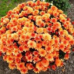 7 Daybreak Orange