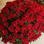 13 Sanbeam Red
