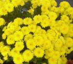 50 Elfie Light Yellow