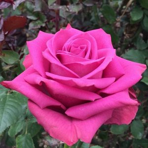 Блуберри Яркая, современная роза! Благодаря необычному отенку цветов, может стать настоящей изюминкой любого сада. Высокий прочный стебель увенчан невероятно красивым, пышным бутоном. Цветок состоит и