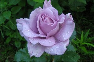 Роза Си-Си Возраст саженца 1 год

Самая популярная из так называемых "голубых роз". Всемирно известный сорт, один из лучших в группе чайно-гибридных роз. Отличается исключительно сильным ароматом. Бут