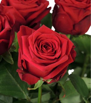 Ред Наоми Чувственная красная чайно-гибридная роза с бархатными лепестками. Оттенок бутонов глубокий, меняющийся, центр розы насыщенный вишнёвый, края бордовые с чёрным отливом, со временем цветы темн