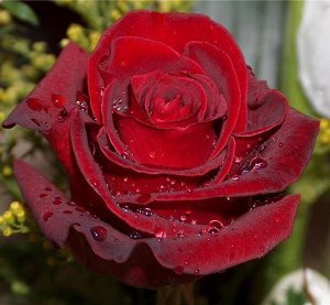 Эксплорер Эта роза прекрасна во всех отношениях, она не боится ни морозов, ни жары, ни заболеваний. Даже дождь практически не травмирует цветка. Куст вырастает очень красивым, с высотой побегов в 120 