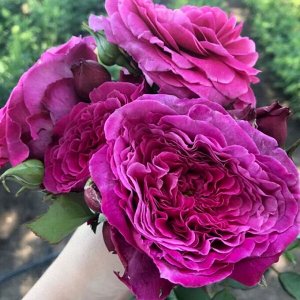 Вантило Красивый невысокий компактный куст с крупными карминно-розовыми цветками в винтажном стиле. Цветки густомахровые, диаметром 8 см., в которых плотно и филигранно уложена сотня волнистых лепестк
