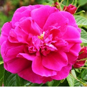 Ханза Гибрид ругозы Ханза — одна из разновидностей парковых роз. Популярность эта роза заслужила благодаря своей устойчивости к болезням, в частности, к чёрной пятнистости. Она не нуждается в специаль