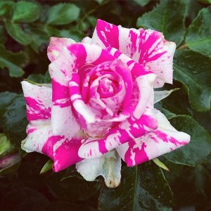 Флэш Данс Это достойный сорт розы, чтобы завести её на своём участке. Из общих характеристик можно выделить хорошую зимостойкость и приживаемость, показатели устойчивости к болезням средние. Зато цвет