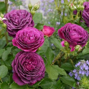 Эбб Тайд Невероятная в окраске роза с удивительным гвоздичным ароматом является предметом повышенного внимания. Пурпурные с дымчатой поволокой бутоны раскрываются в крупные плотные цветы сливовых отте