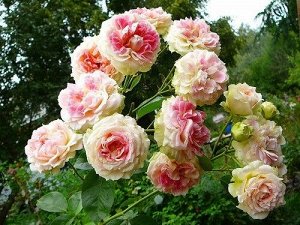 Цезарь Широкие, очень сильно волнистые лепестки свернуты в центре цветка, так что темно-розовая внешняя сторона лепестков красиво контрастирует с нежно-абрикосовым реверсом. Цветки быстро раскрываются